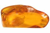 Detailed Fossil Caddisfly Larva (Trichopterae) In Baltic Amber #93835-2